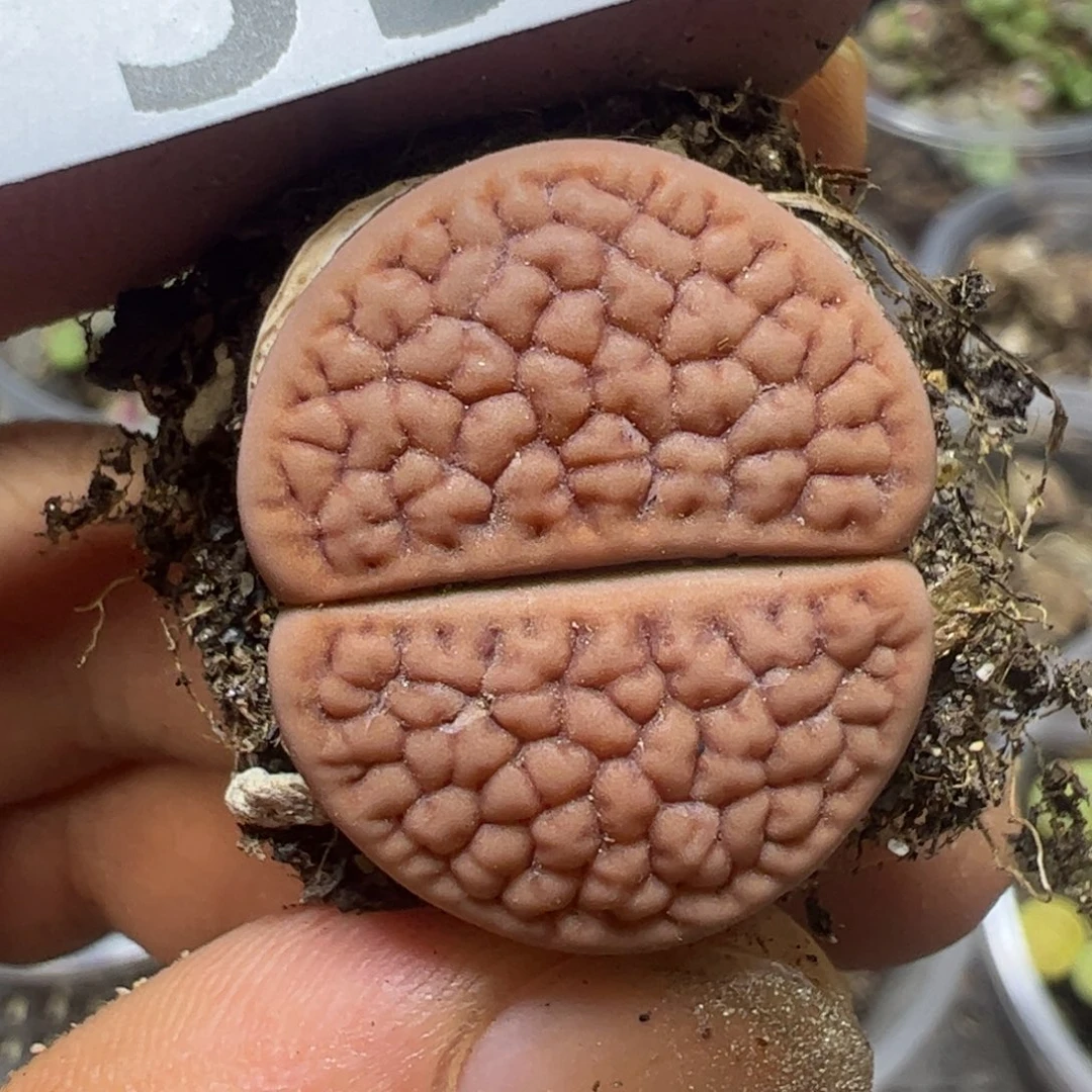 【闪购商品】 599。