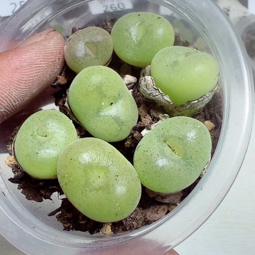 【闪购商品】 263。