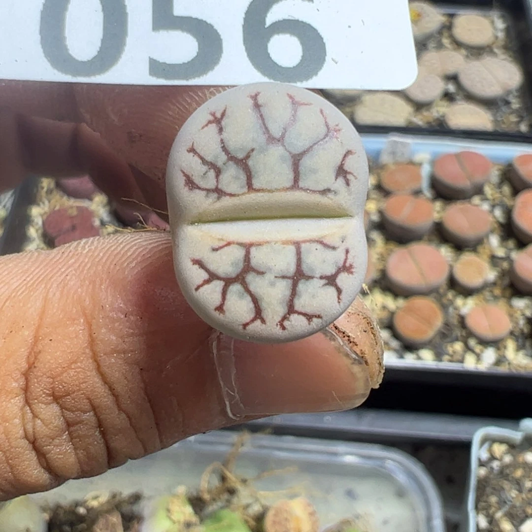 【闪购商品】 056。