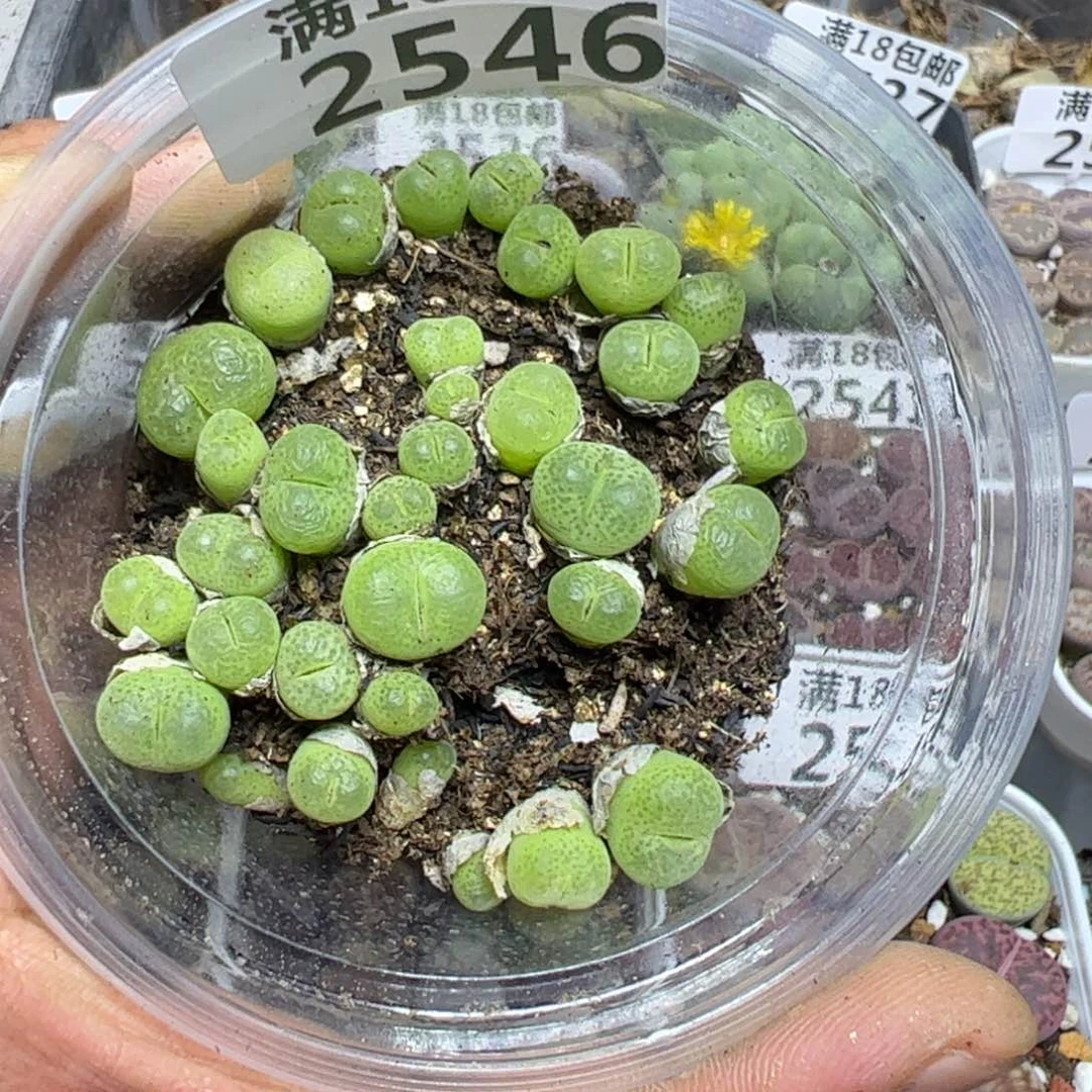 【闪购商品】 2546。
