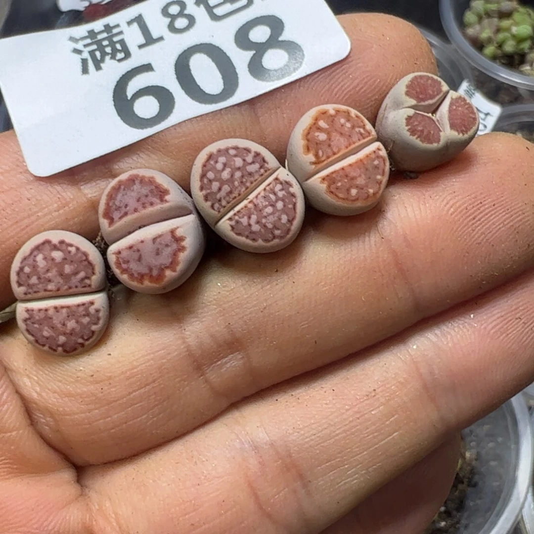 【闪购商品】 608。