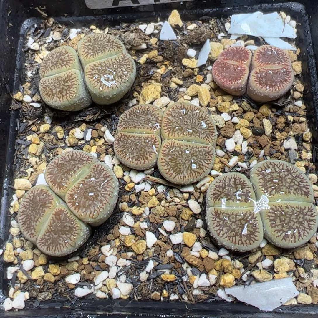 【闪购商品】 477。