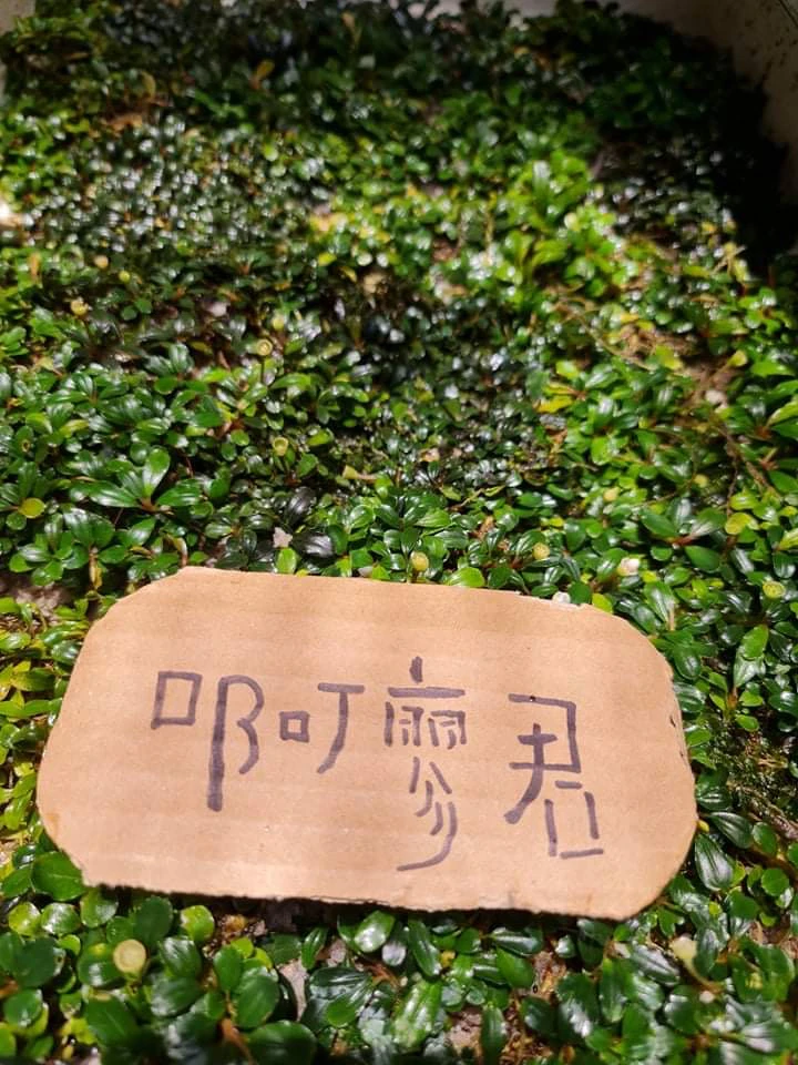 辣椒榕野株A131-A150