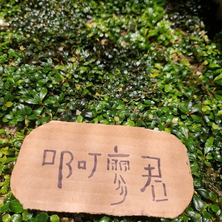 辣椒榕野株A251-A280