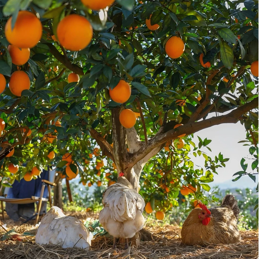 【安远果农】正宗赣南脐橙5斤包邮产地直发现摘现发