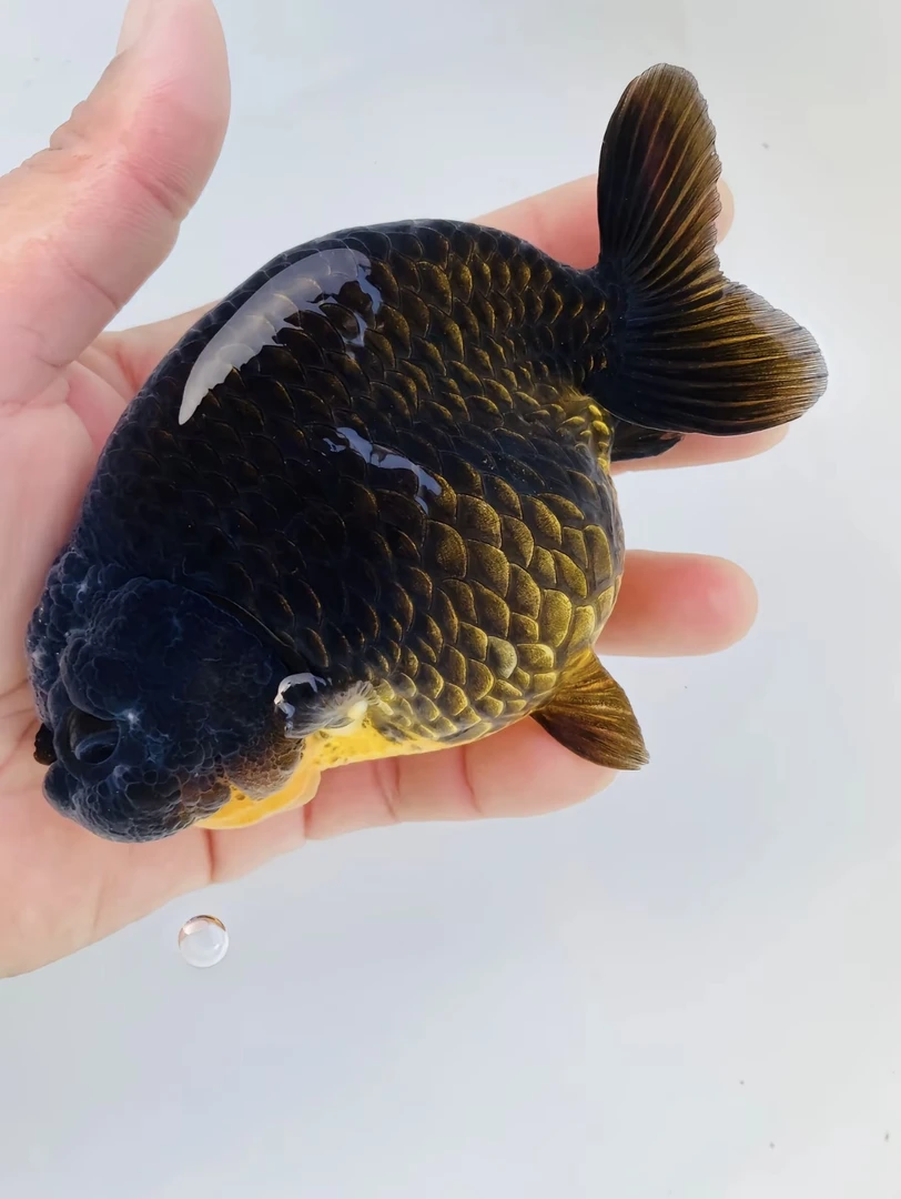 精品玛丽、熊猫  5-9公分！ 偏远地区不包邮