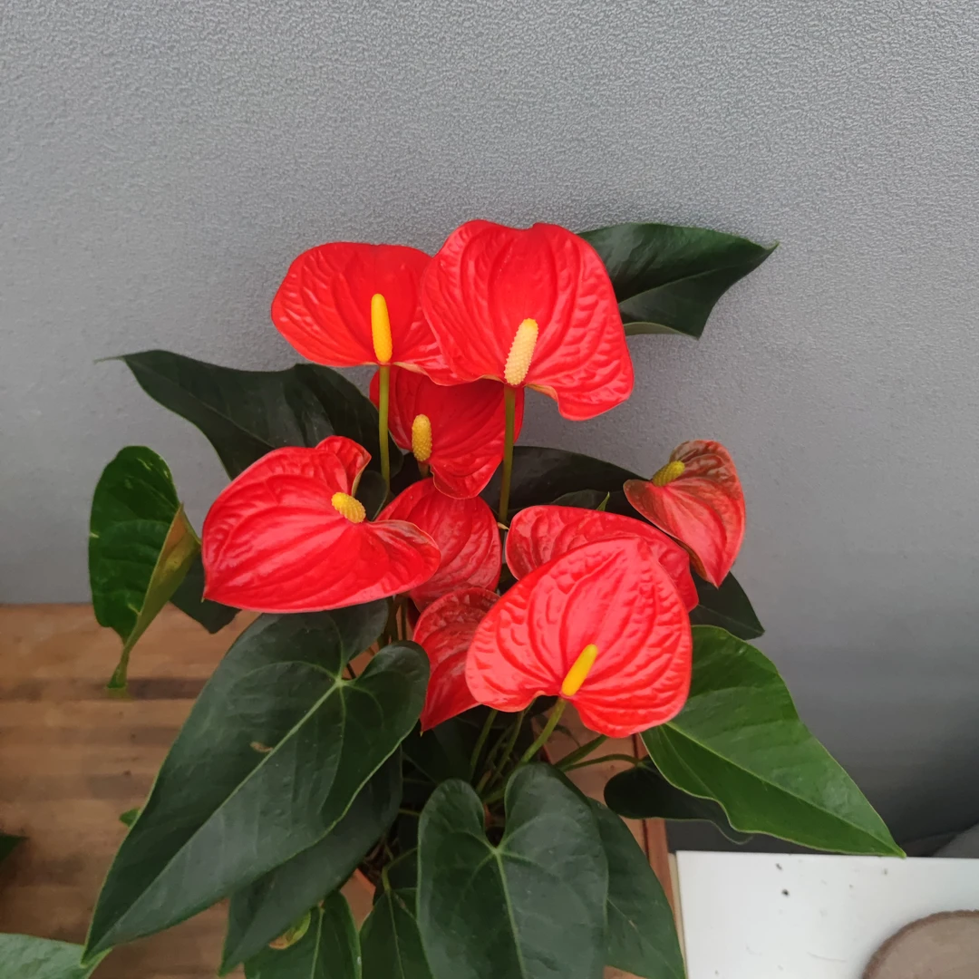 橙色阳光  仿陶自吸盆  一盆4株 花卉绿植盆栽火鹤