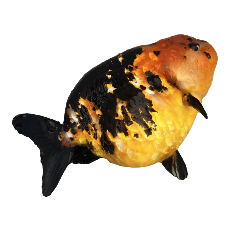 兰寿金鱼大体精品包活到家10-500