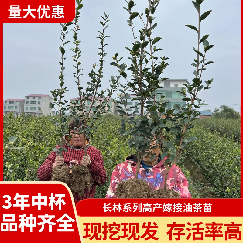 10棵3年中杯苗70cm以上油茶苗高产嫁接大红果高出油皮薄油茶树