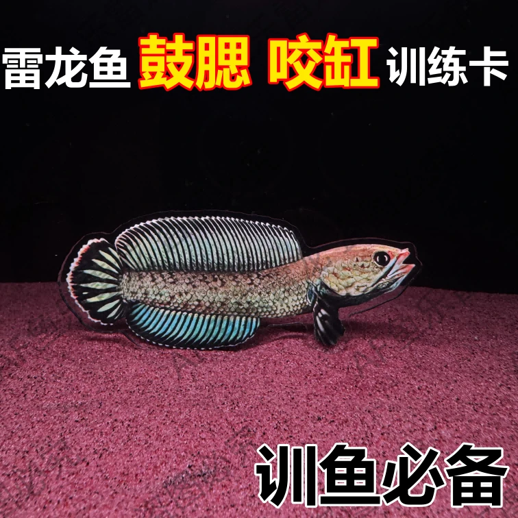 雷龙鱼训练卡片亚克力双面观赏鱼咬缸鼓腮训练卡片挑逗鱼神器