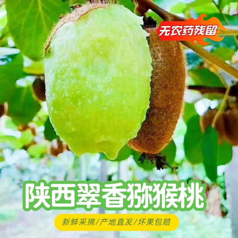 【产地直发】陕西翠香猕猴桃奇异果20枚超大果送礼必备