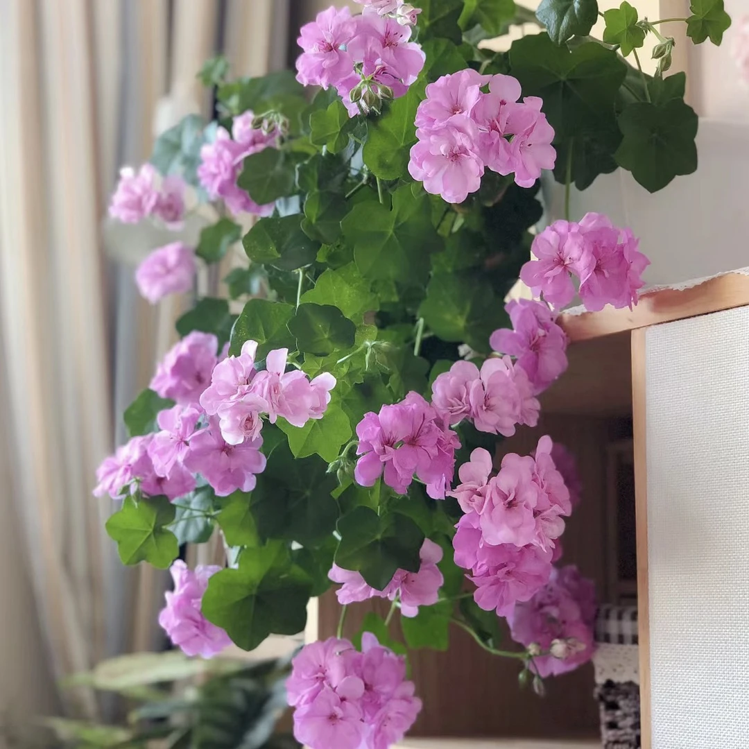 【大汉196】垂钓天竺葵包邮