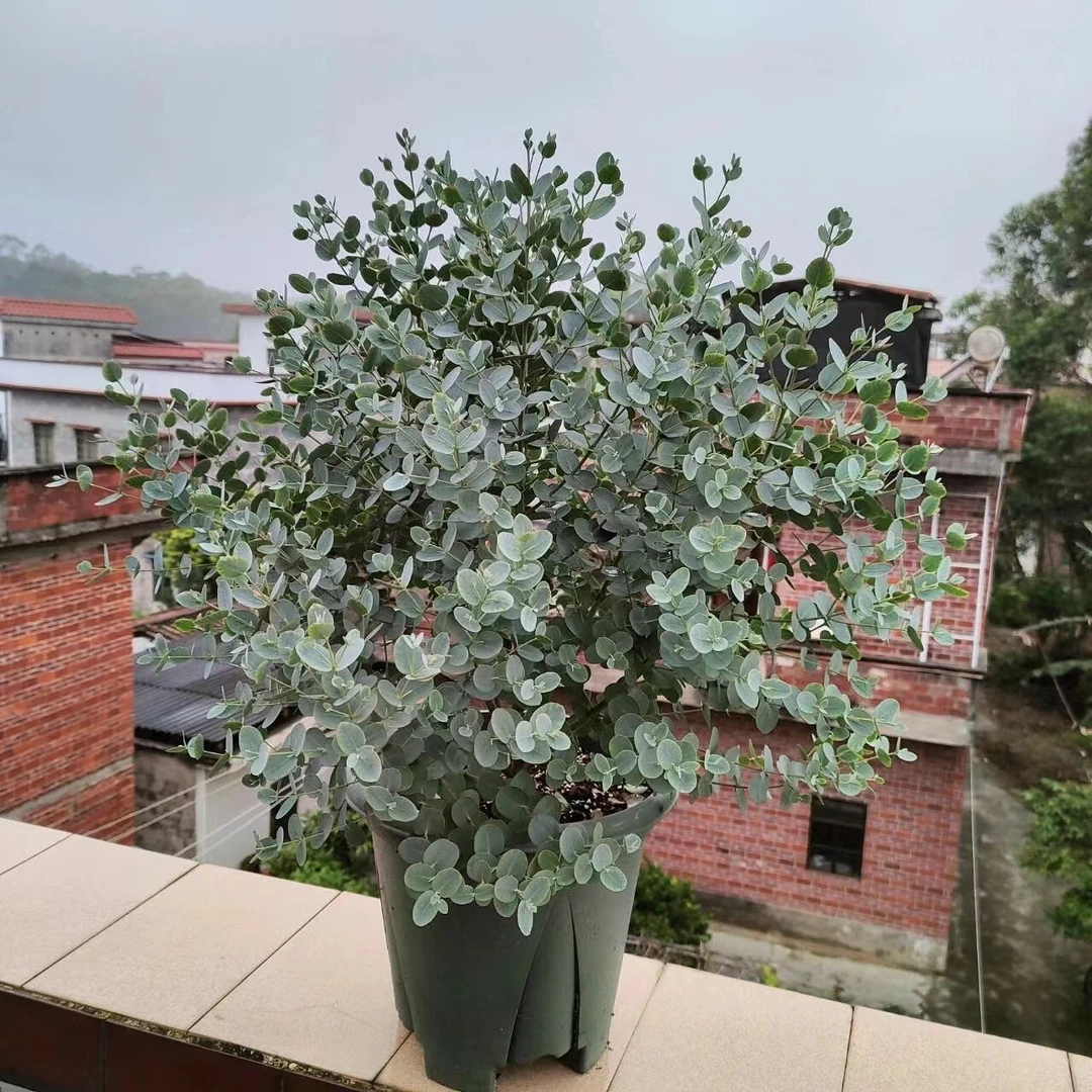 尤加利盆栽银水滴网红阳台窗台花园观叶植物