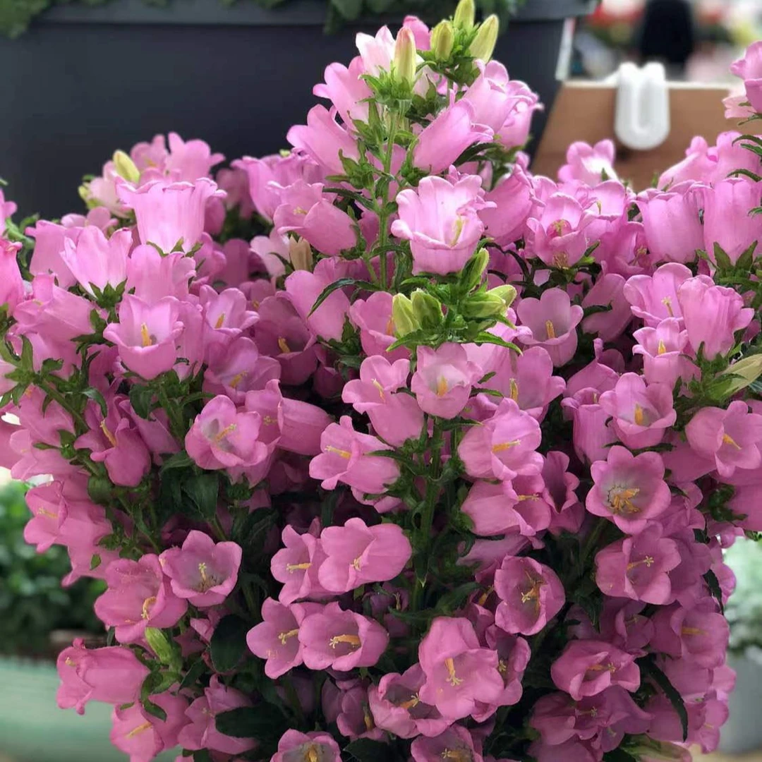 风铃花酒杯型盆栽花期长夏季春季好养活阳台庭院花园盆景粉色紫色