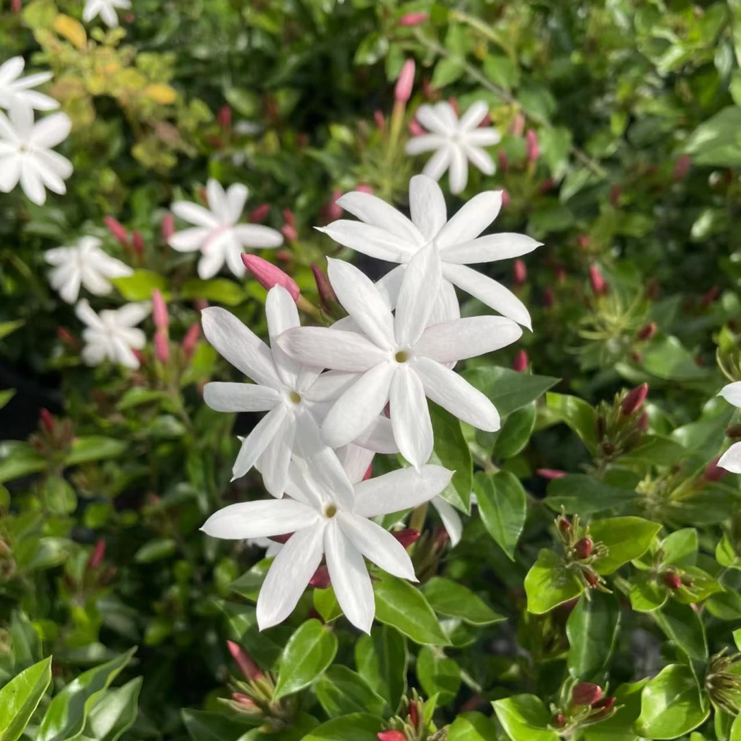 越南笔尖茉莉香水茉莉四季开花庭院阳台多年生植物花卉