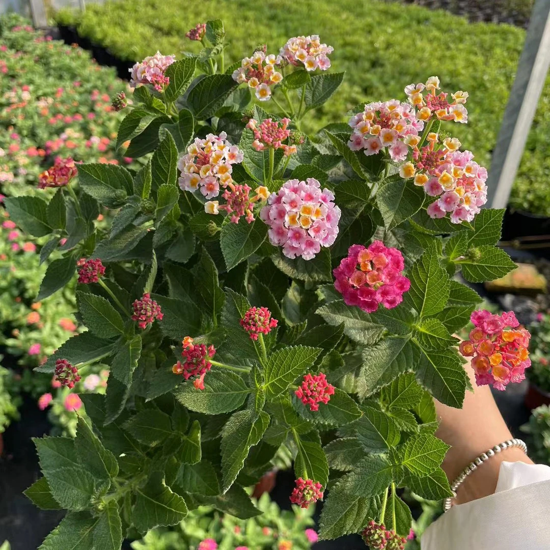 五色梅进口盆栽带花苞渐变色多年生阳台庭院花卉