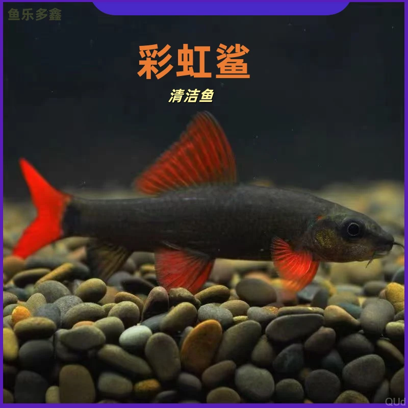 彩虹鲨清洁鱼淡水清理活体观赏饲养耐活米奇繁殖小型小型观赏鱼