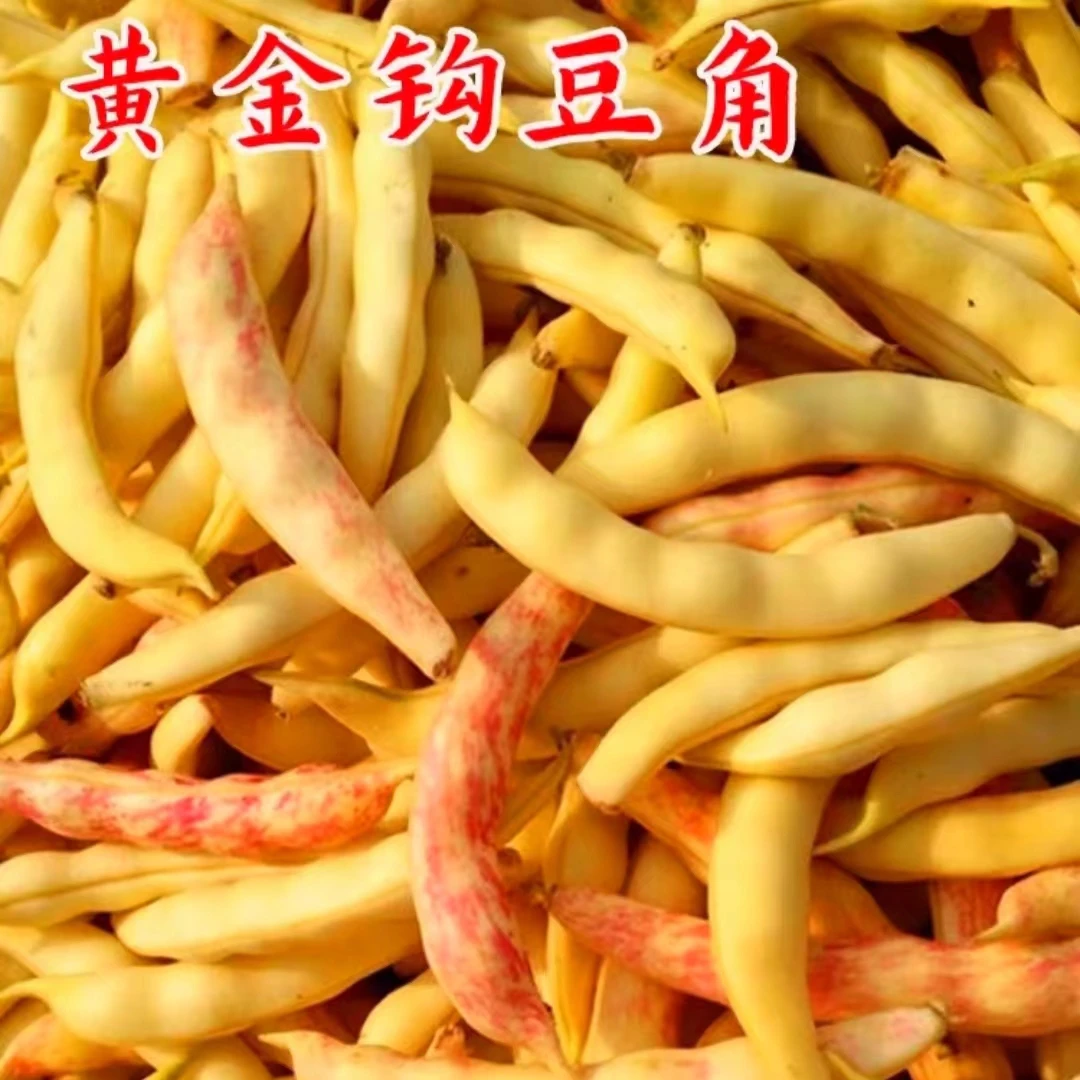 东北本地白山黄金勾豆角