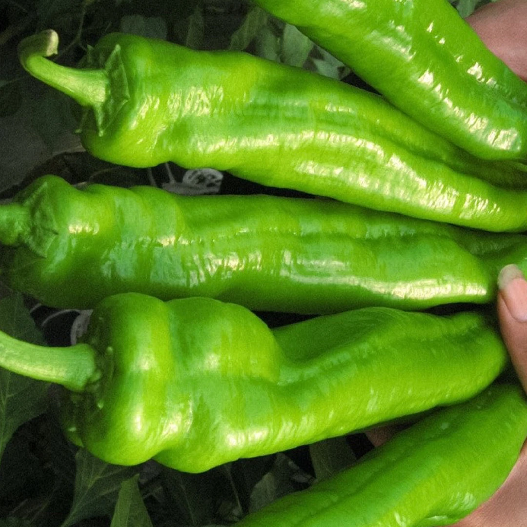 东北本地长白山菜椒