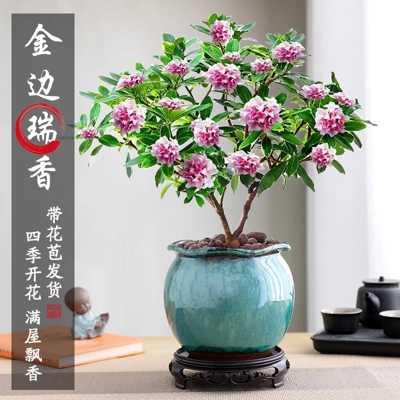 金边瑞香盆栽浓香型老桩大苗带花苞耐寒阳台花卉植物室内年宵花卉