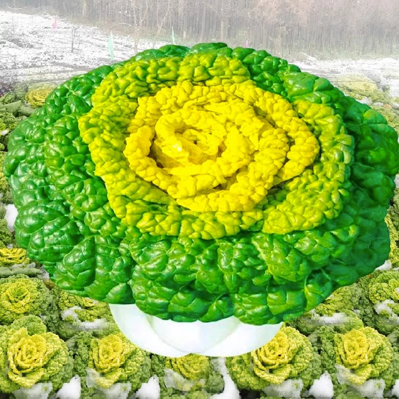 黄心乌菜种种子种籽乌塌菜雪里金花青菜蔬菜孑白菜黑菜菜籽种菜