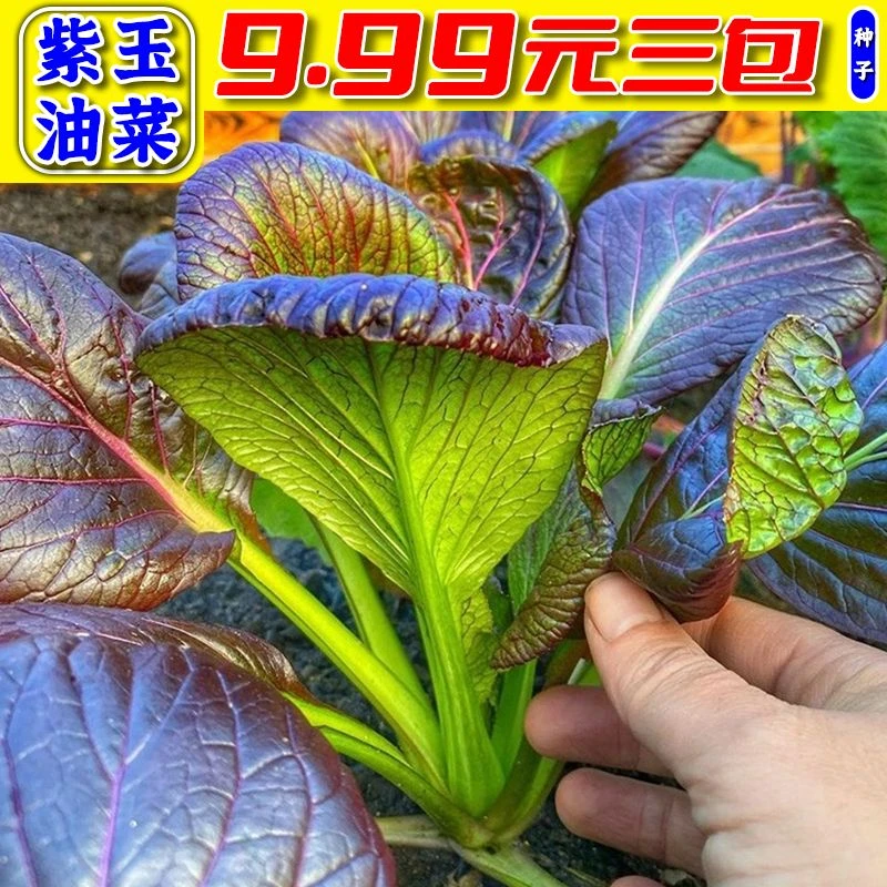 【紫油菜】种子四季可种阳台家庭种植脆嫩可口
