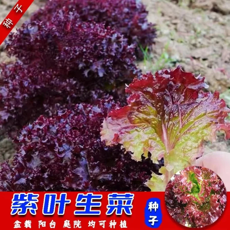 【福利】紫叶生菜种籽盆栽四季种孑四季紫色生菜种子阳台红叶生菜籽