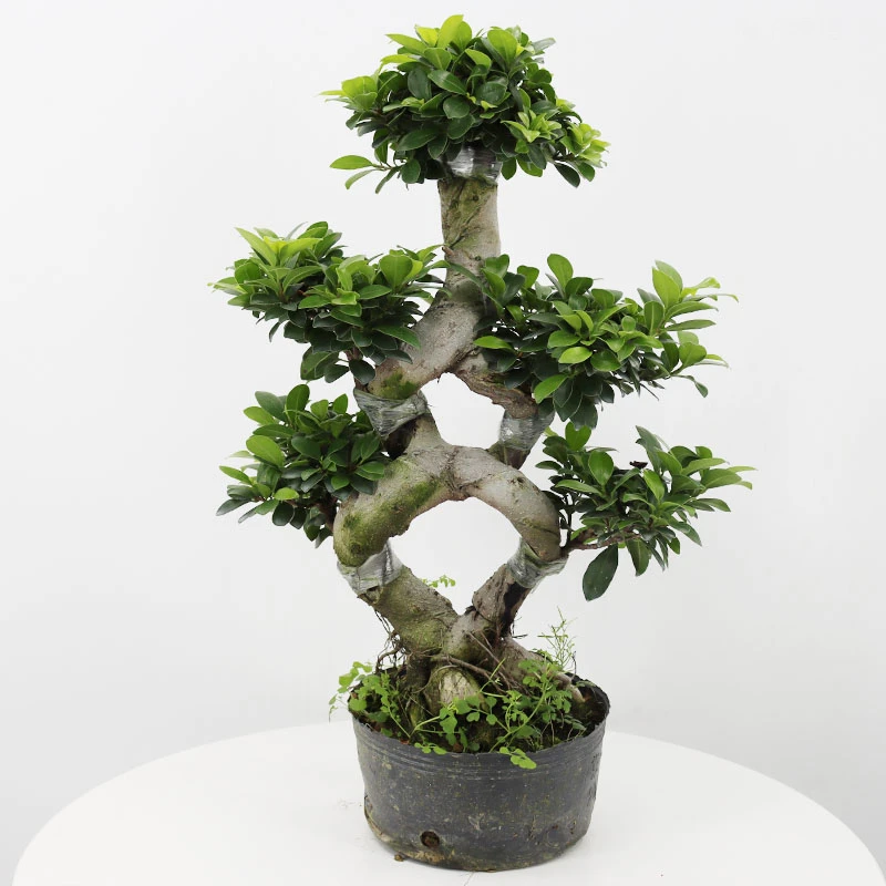 小榕树造型树桩盆景苗室内植物人小叶S型榕树盆栽绿植四季长青花