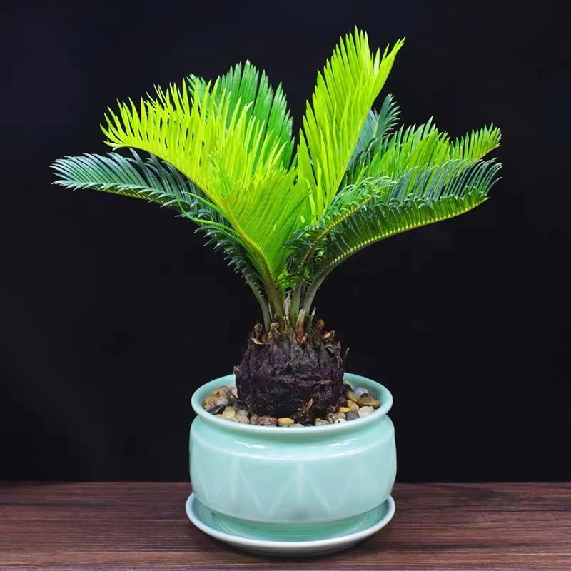 苏铁树盆景铁树小苗室内绿植盆栽办公室防辐射吸甲醛净化空气植物