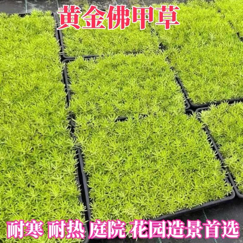 佛甲草苗屋顶绿化草皮坪金叶黄金佛甲草万年草景天过路黄姬岩垂草