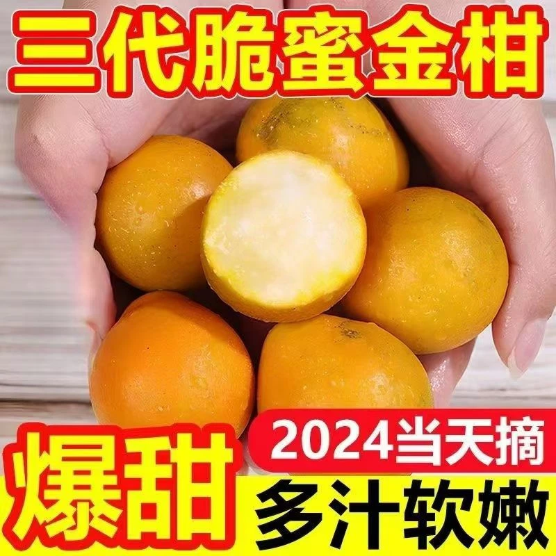 正宗融安脆蜜金桔第三代金桔纯甜无渣口感细腻自家果园当天采摘