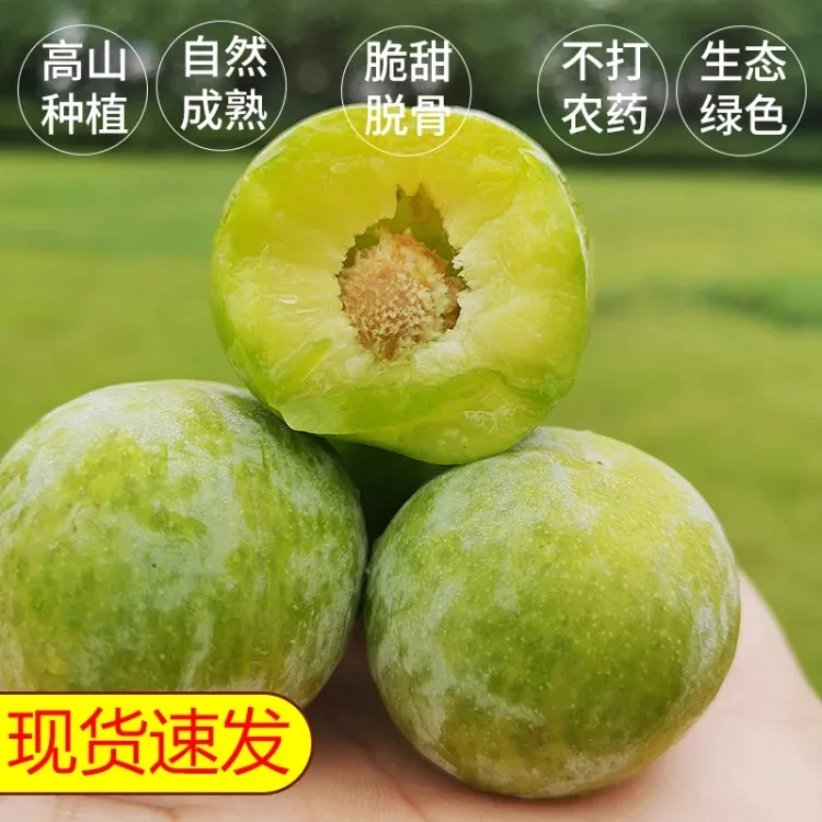 【自然成熟当天采摘】孕妇水果脆甜脱骨李