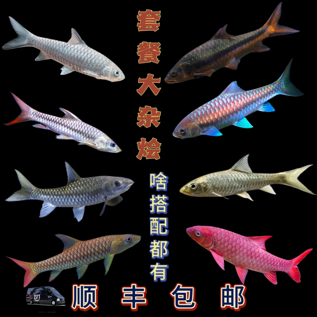 【推荐】吉罗鱼性价比混合套餐似野结鱼原生观赏鱼超萌好物