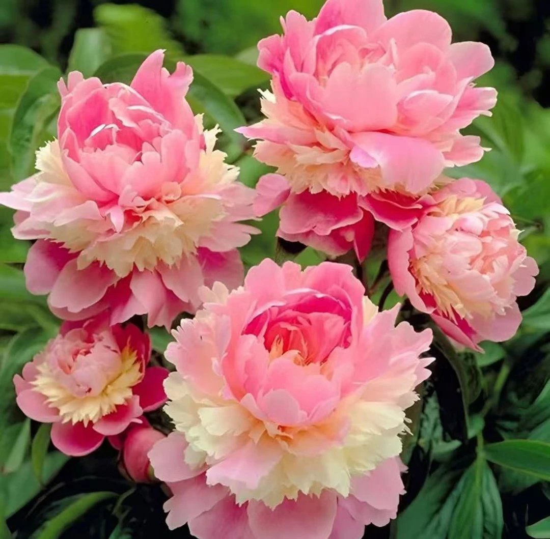 观赏芍药花苗重瓣带芽大根块多年生室内庭院绿植观花盆栽耐寒