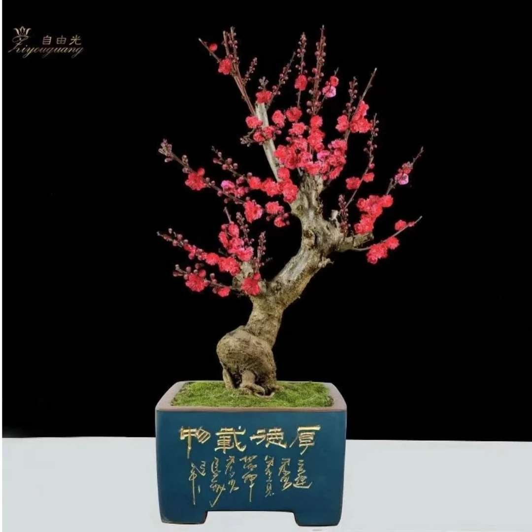 红梅花盆栽老桩红梅盆景好养花卉耐寒植物阳台室外盆栽