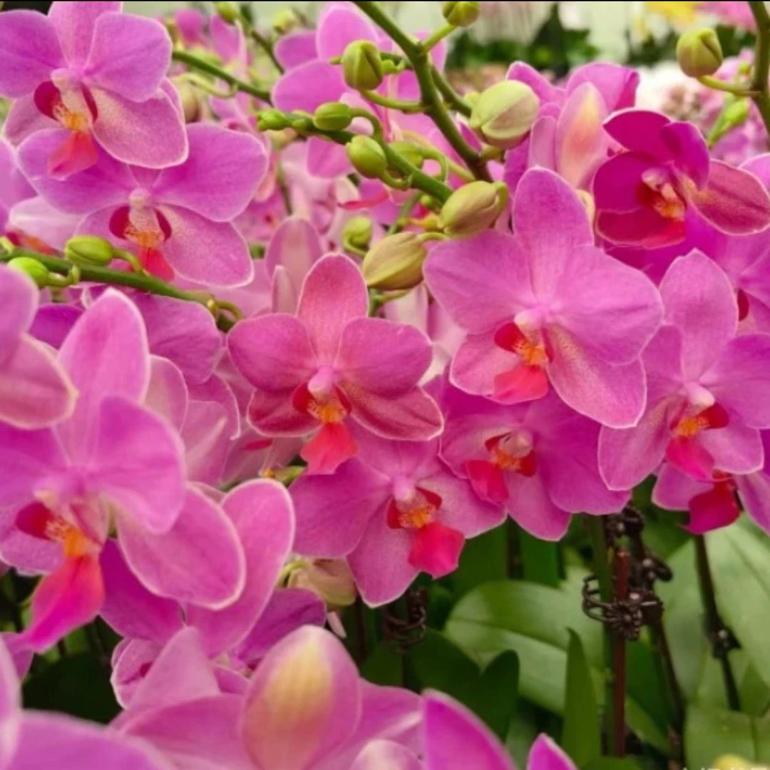 蝴蝶兰---【兄弟水晶】   3.0杯 带花苞带花发货