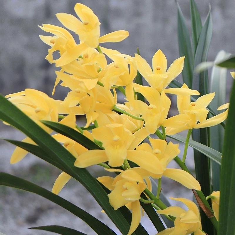 兰花--【黄金小神童】带花苞发货