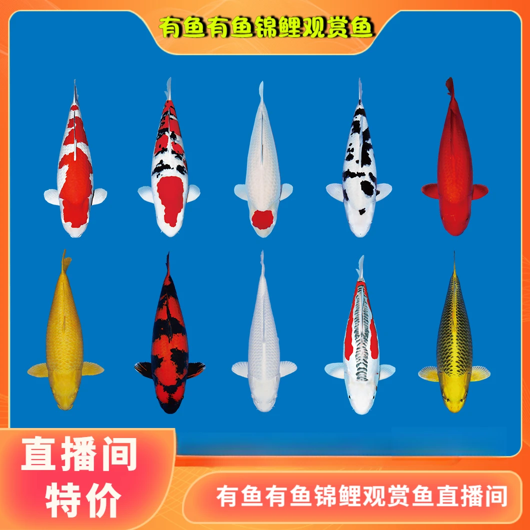 直播间专用 红白 三色 昭和 白写 绯写 白金 黑金 黄金锦鲤观赏鱼