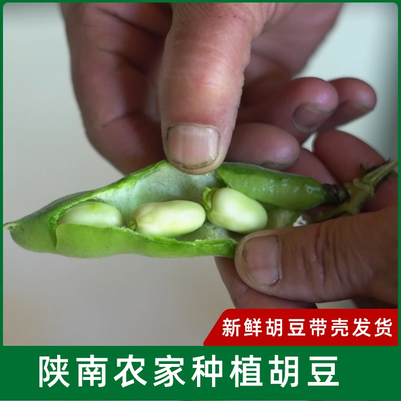 陕南汉阴新鲜胡豆带壳1.5kg包邮