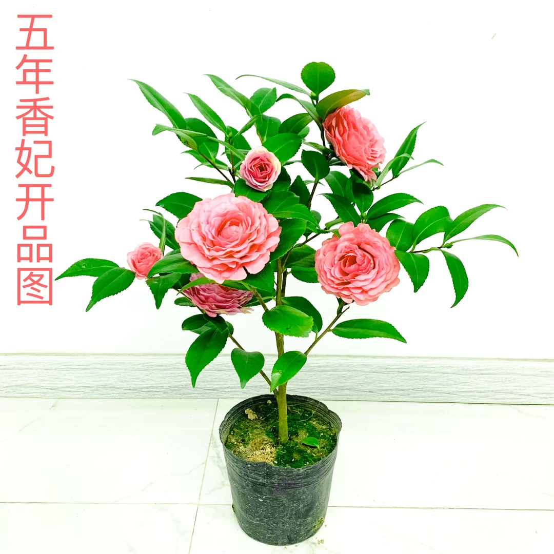【香妃茶花】浓香山茶花盆栽四季盆景优质精选室内庭院绿植好养景观
