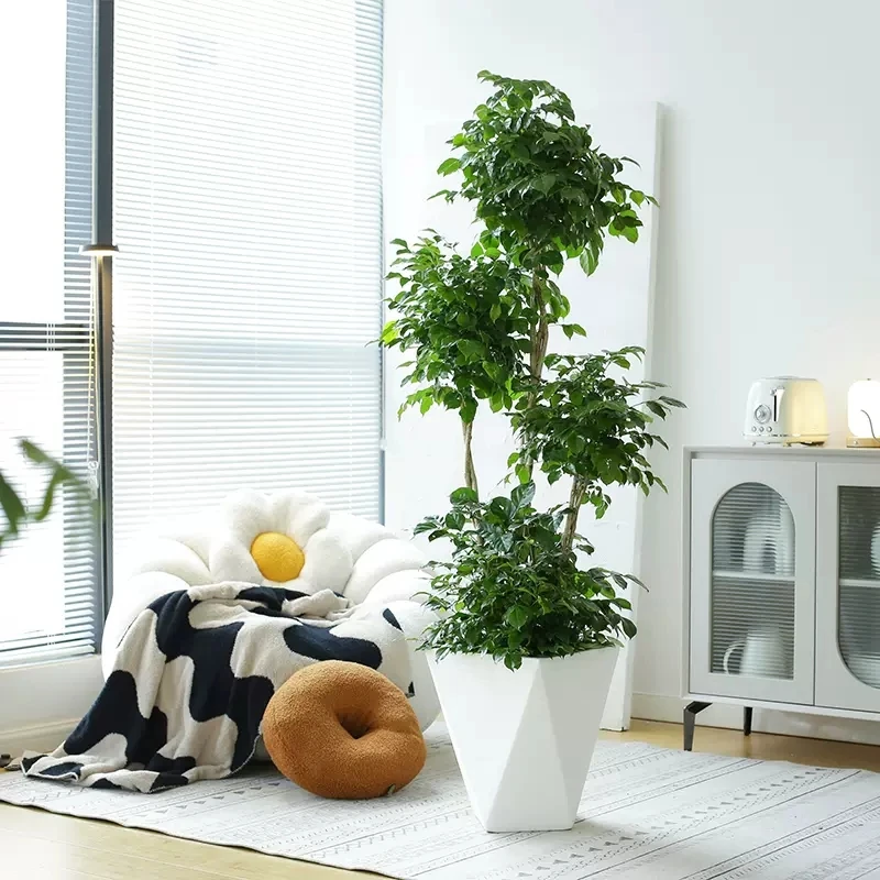 四层造型幸福树盆栽客厅好养绿植室内办公室绿宝大型植物