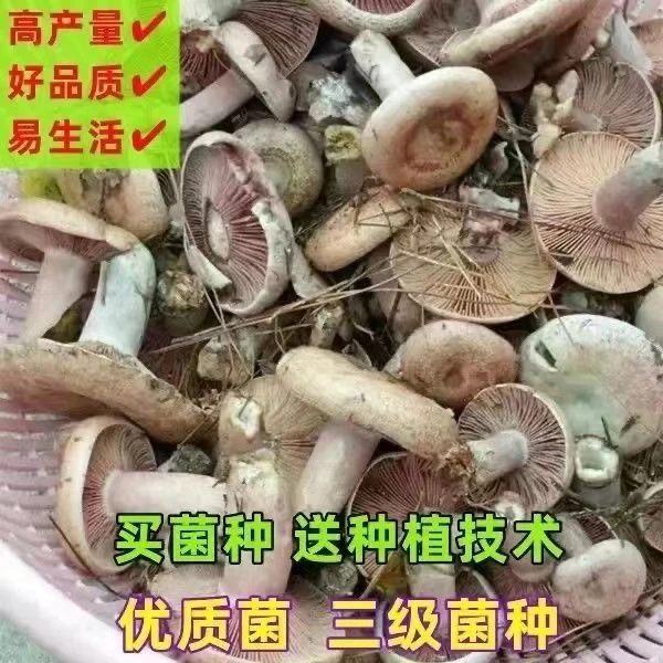 乌纵菌 黄纵菌 菌种 菌菇包 可食用四季人工栽培庭院家庭阳台