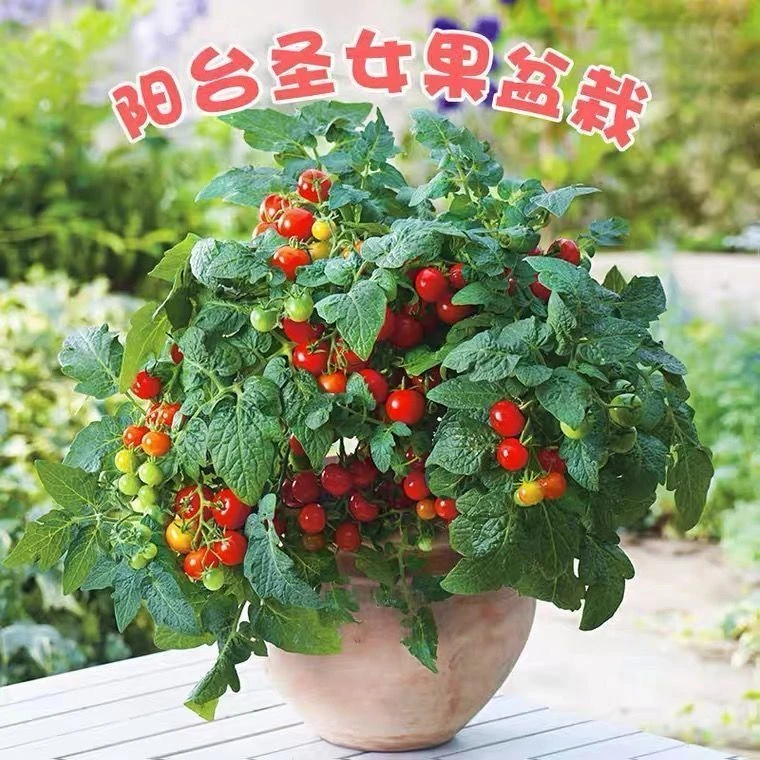 【矮生番茄种子】阳台蔬菜可观赏食用小樱桃番茄种子简单红色