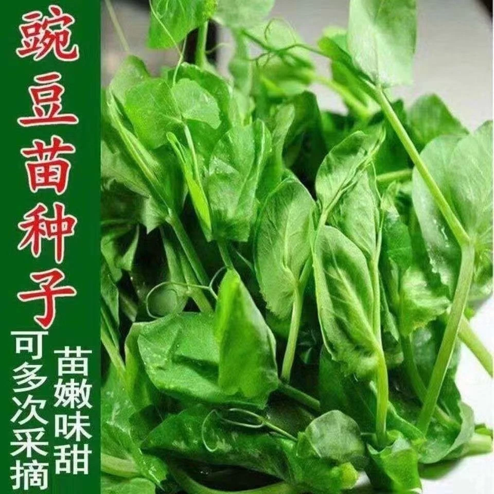 【当季新种】豌豆尖种子无须豌豆苗种籽四季播种连续多次采收豆苗