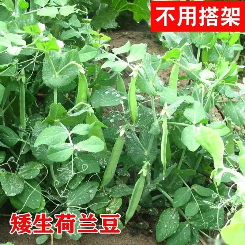K8矮生双荚荷兰豆种子耐冬耐冻不搭架高产白花软荚菜豌豆蔬菜籽
