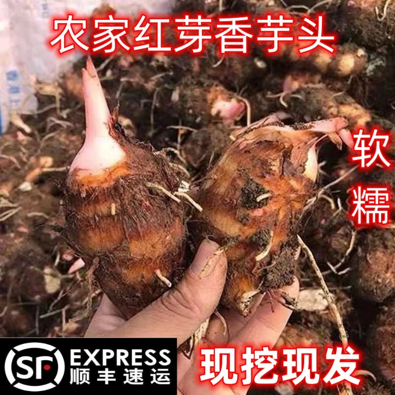 【顺丰包邮】正宗农家红芽香芋头粉糯香甜小芋头现挖现发红梗