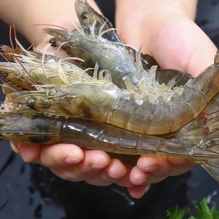 【顺丰包邮】苏北生态盐田虾锁鲜发货活虾锁鲜安全