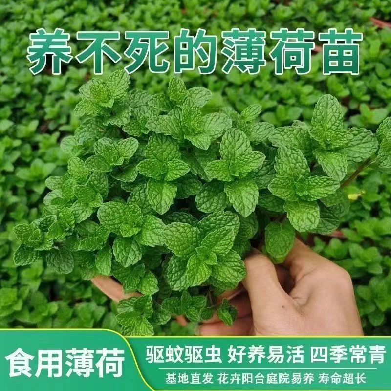 薄荷驱蚊小苗可食用泡茶水培土培客厅桌面柠檬绿植四季常青好养活