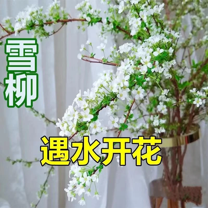雪柳鲜枝干枝花盆栽水养插花水培植物室内花卉好养活绿植遇水开花