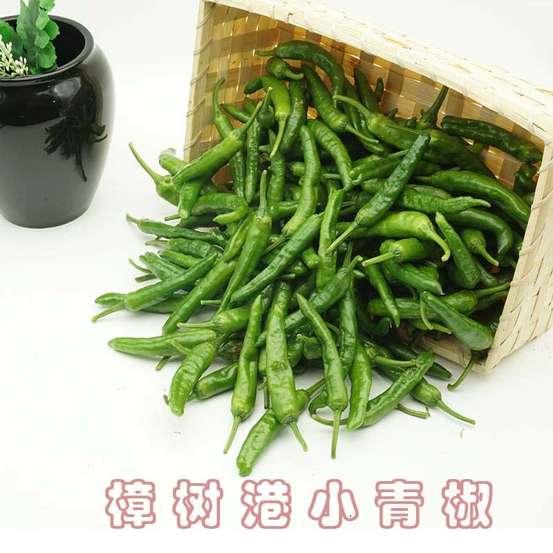 樟树港小辣椒新鲜现摘现发微辣中辣产地供应1斤起健康调味采摘